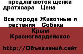 предлагаются щенки дратхаара › Цена ­ 20 000 - Все города Животные и растения » Собаки   . Крым,Красногвардейское